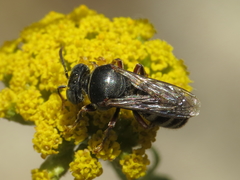 Bembecinus carpetanus