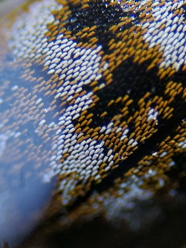 Varied carpet beetle