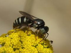 Bembecinus carpetanus