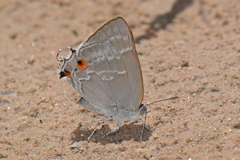 Thereus cithonius