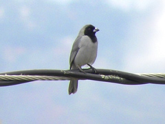 Schistochlamys melanopis