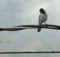Schistochlamys melanopis