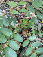 Simarouba