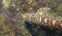 Liniparhomaloptera disparis