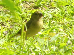 Sporophila nigricollis