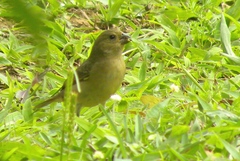 Sporophila nigricollis
