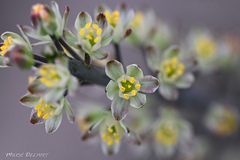 Eriospermum brevipes