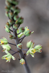 Eriospermum brevipes