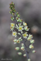 Eriospermum brevipes