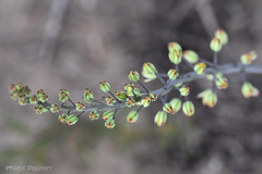 Eriospermum brevipes