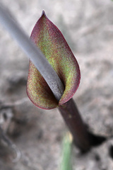 Eriospermum brevipes