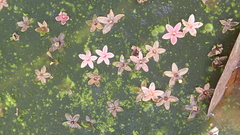 Sterculia lanceolata