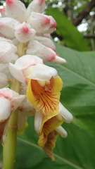 Alpinia hainanensis