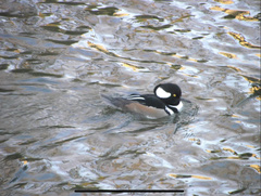 Lophodytes cucullatus