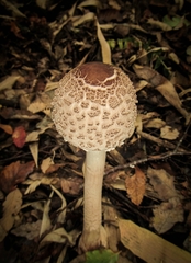 Macrolepiota bonaerensis