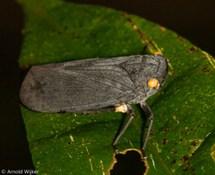 Acraephia perspicillata