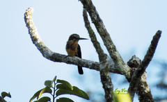 Brachygalba lugubris