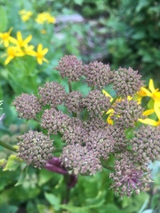 Angelica pinnata