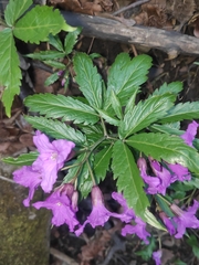 Cardamine glanduligera