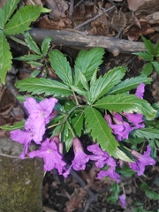 Cardamine glanduligera