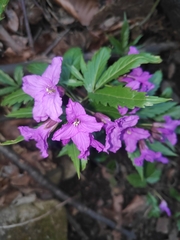 Cardamine glanduligera
