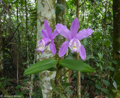 Cattleya harrisoniana