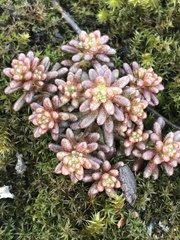 Sedum annuum
