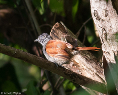 Thamnophilus palliatus
