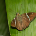 Broad-Banded Skipper - Photo (c) Arnold Wijker, some rights reserved (CC BY-NC), uploaded by Arnold Wijker