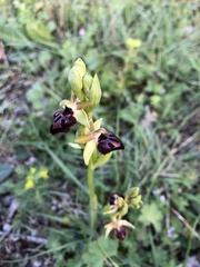 Ophrys exaltata arachnitiformis