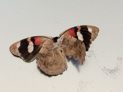Diaethria bacchis
