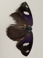 Diaethria bacchis