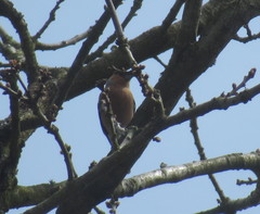 Fringilla coelebs