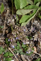 Trachystemon orientalis