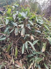 Indocalamus latifolius