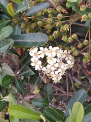 Pyracantha koidzumii
