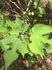 Broussonetia papyrifera image