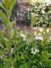Pyracantha koidzumii