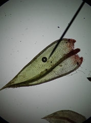 Ptychostomum imbricatulum