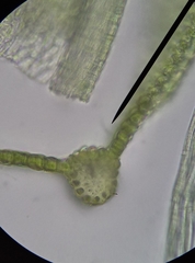 Ptychostomum imbricatulum