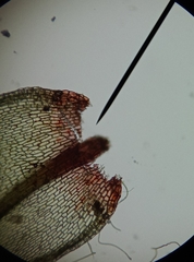 Ptychostomum imbricatulum
