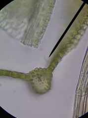 Ptychostomum imbricatulum