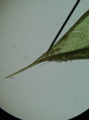 Ptychostomum imbricatulum