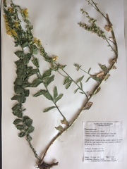 Linaria dalmatica dalmatica