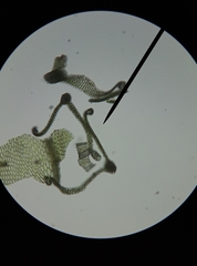 Ptychostomum imbricatulum