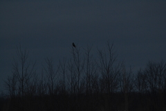 Asio flammeus flammeus