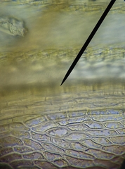 Ptychostomum imbricatulum