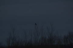 Asio flammeus flammeus