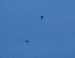 Asio flammeus flammeus