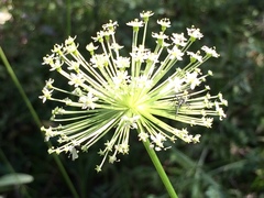 Oenantheae